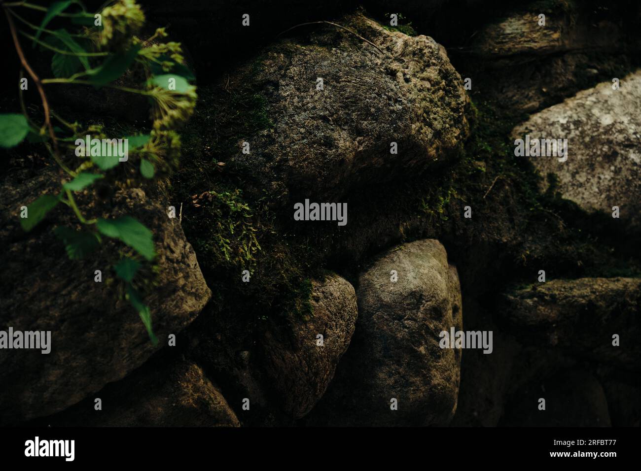 Massive wall background with green plants Mossy rustic stone texture ...