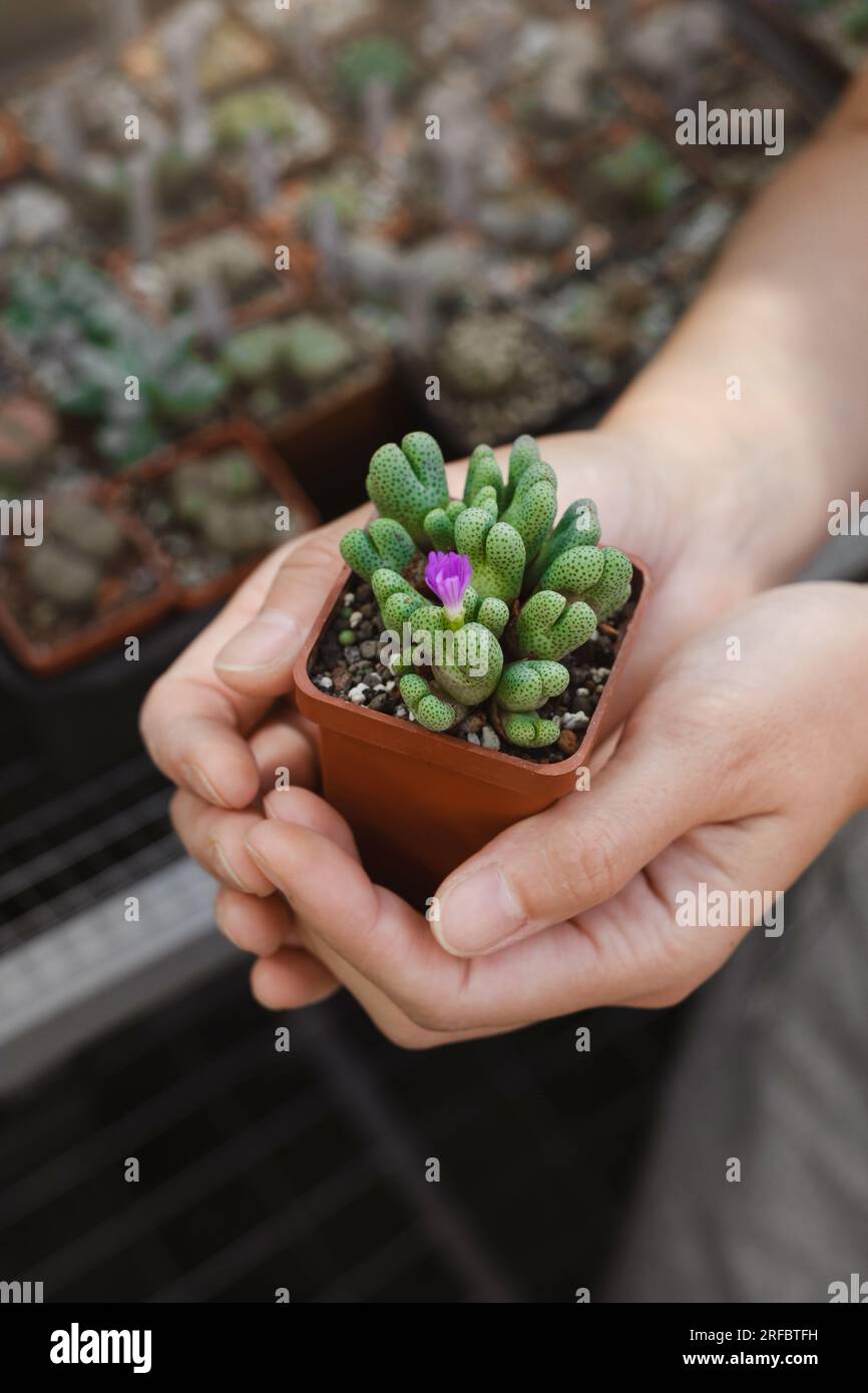 Close up of florist hand holding Conophytum succulent in pot in the shop. Hobby and small business concept.  Stock Photo