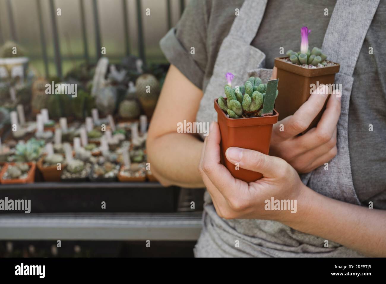 Close up of florist hand holding Conophytum succulent in pot in the shop. Stock Photo