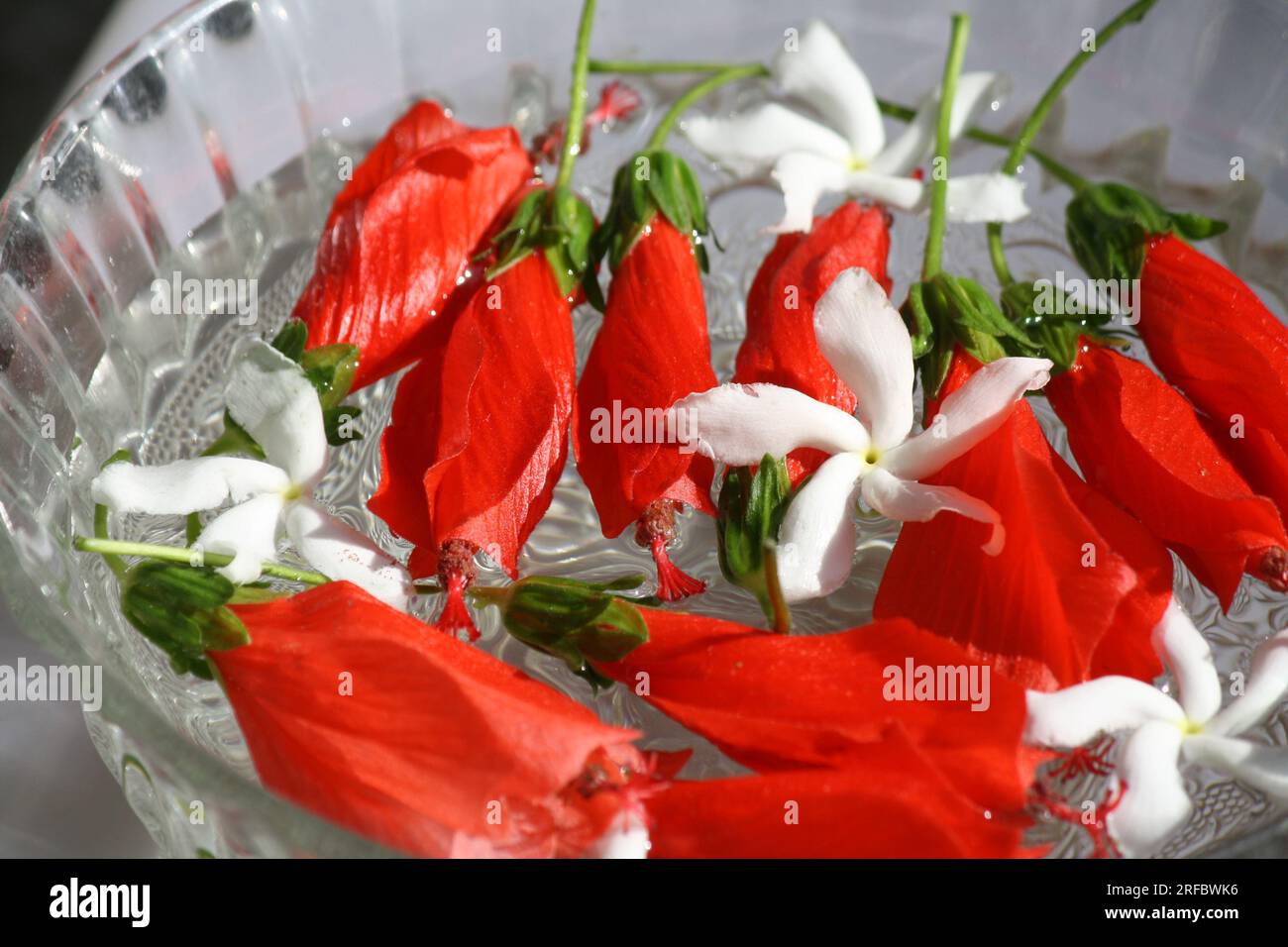 Coke red Chinese hibiscus with white Jasmine flowers in a glass bowl : (pix Sanjiv Shukla) Stock Photo