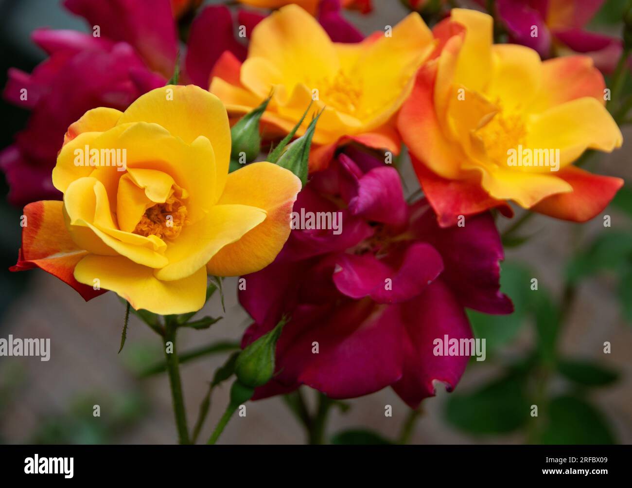 Mix of deep orange and yellow shades with golden anthers hi-res stock ...