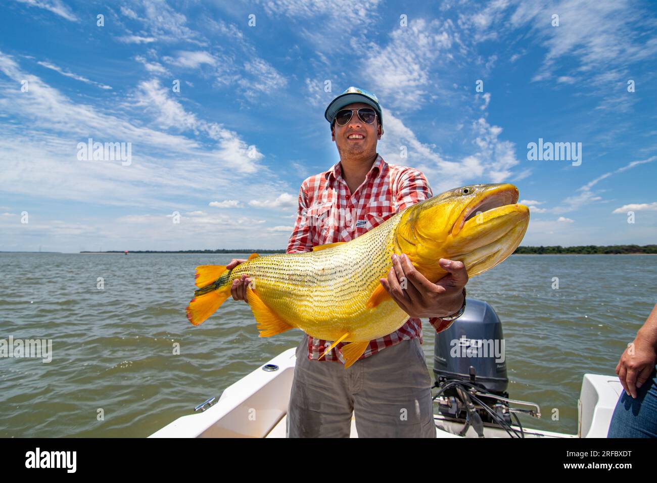 Grown white man holding a big specimen of golden dorado (Salminus Brasiliensis) after a catch and return fishing routine. Stock Photo