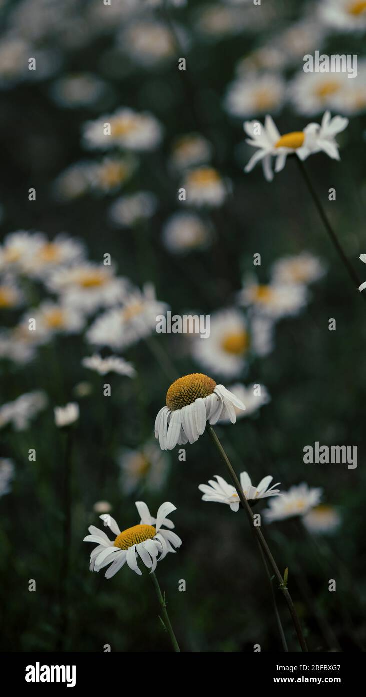 A moody photograph of a field of ox-eye daises Stock Photo