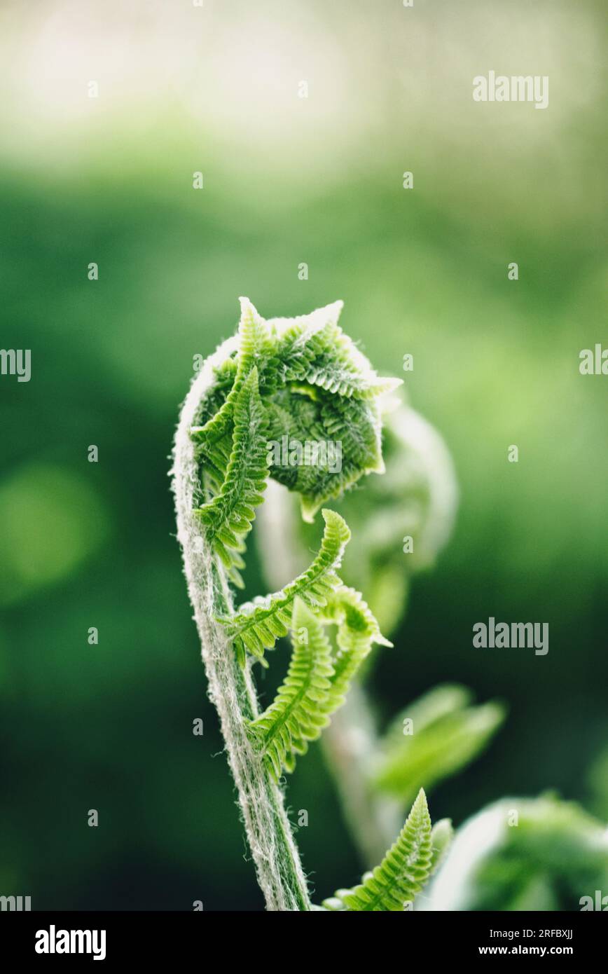 A close up photograph of a fern. Stock Photo