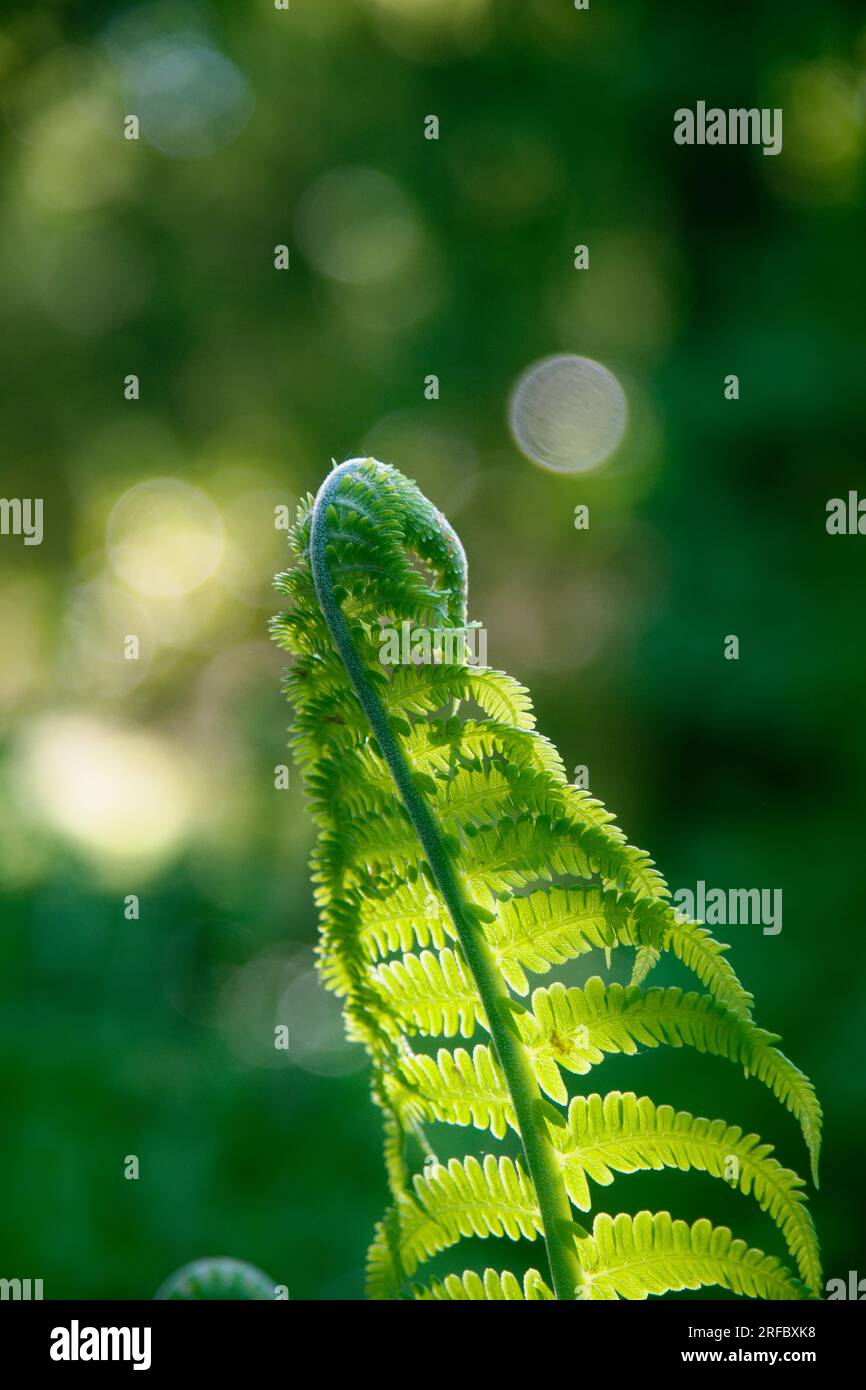 A close up photograph of a fern. Stock Photo