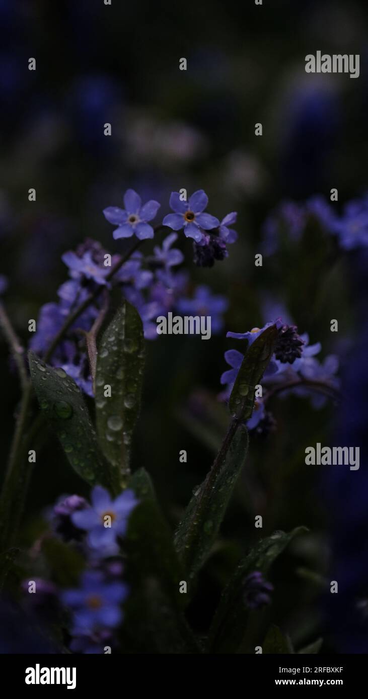 A close of photograph of forget-me-nots growing in a garden. Stock Photo