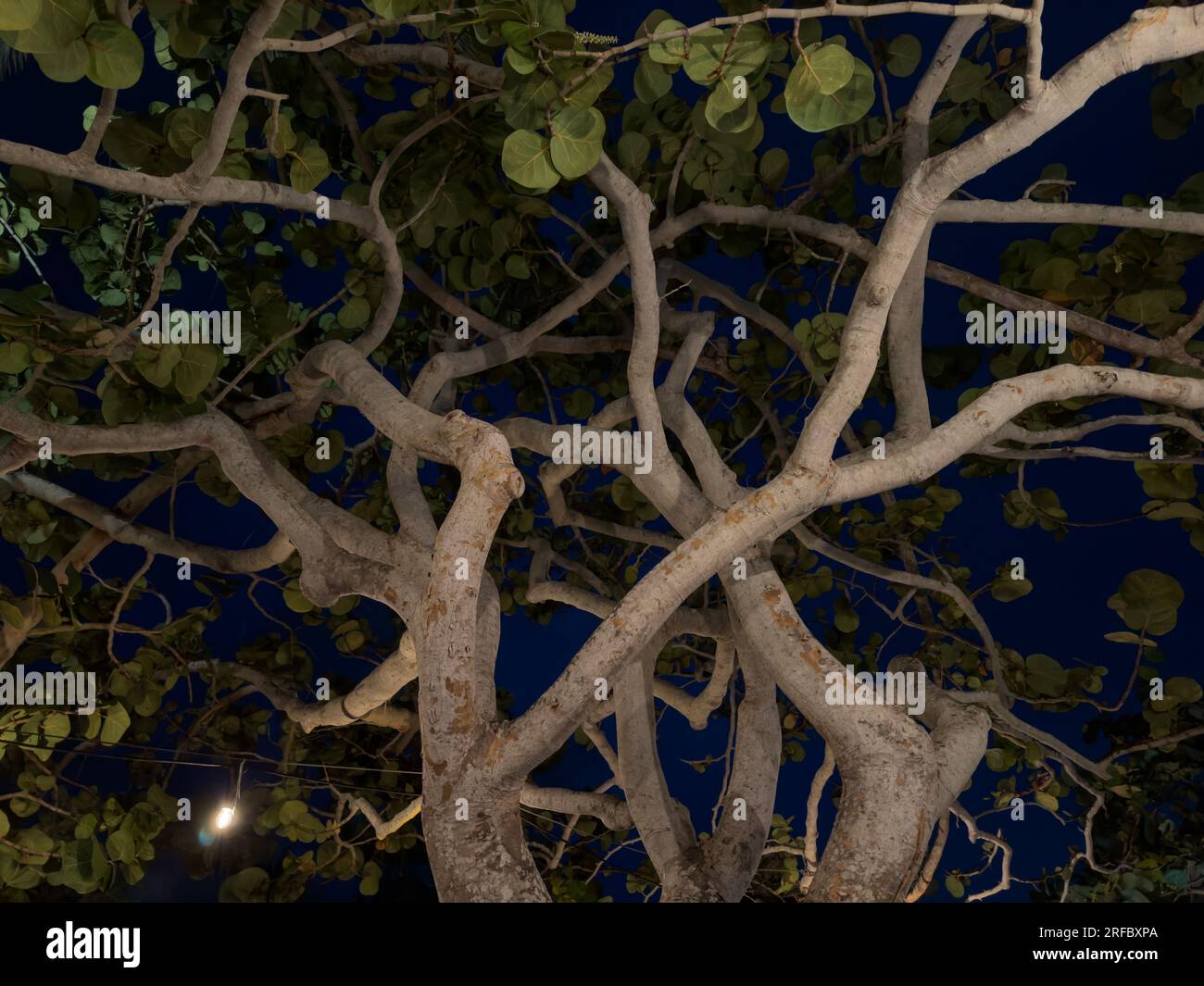 Close up view of a Sea Grape tree at nighttime in Grand Cayman Stock Photo