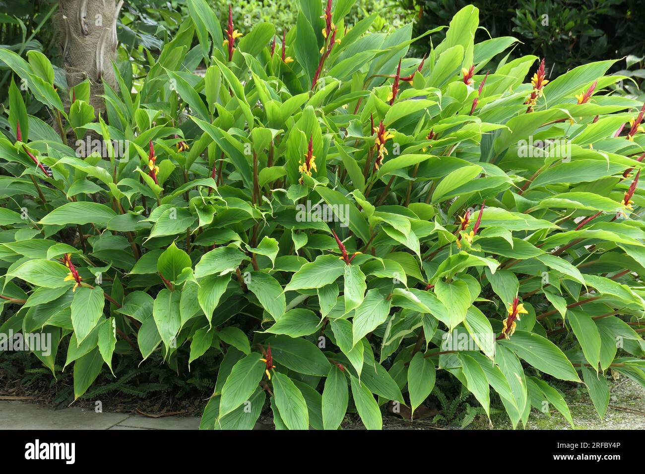 Closeup of the red and yellow flowering exotic perennial shade loving garden plant cautleya