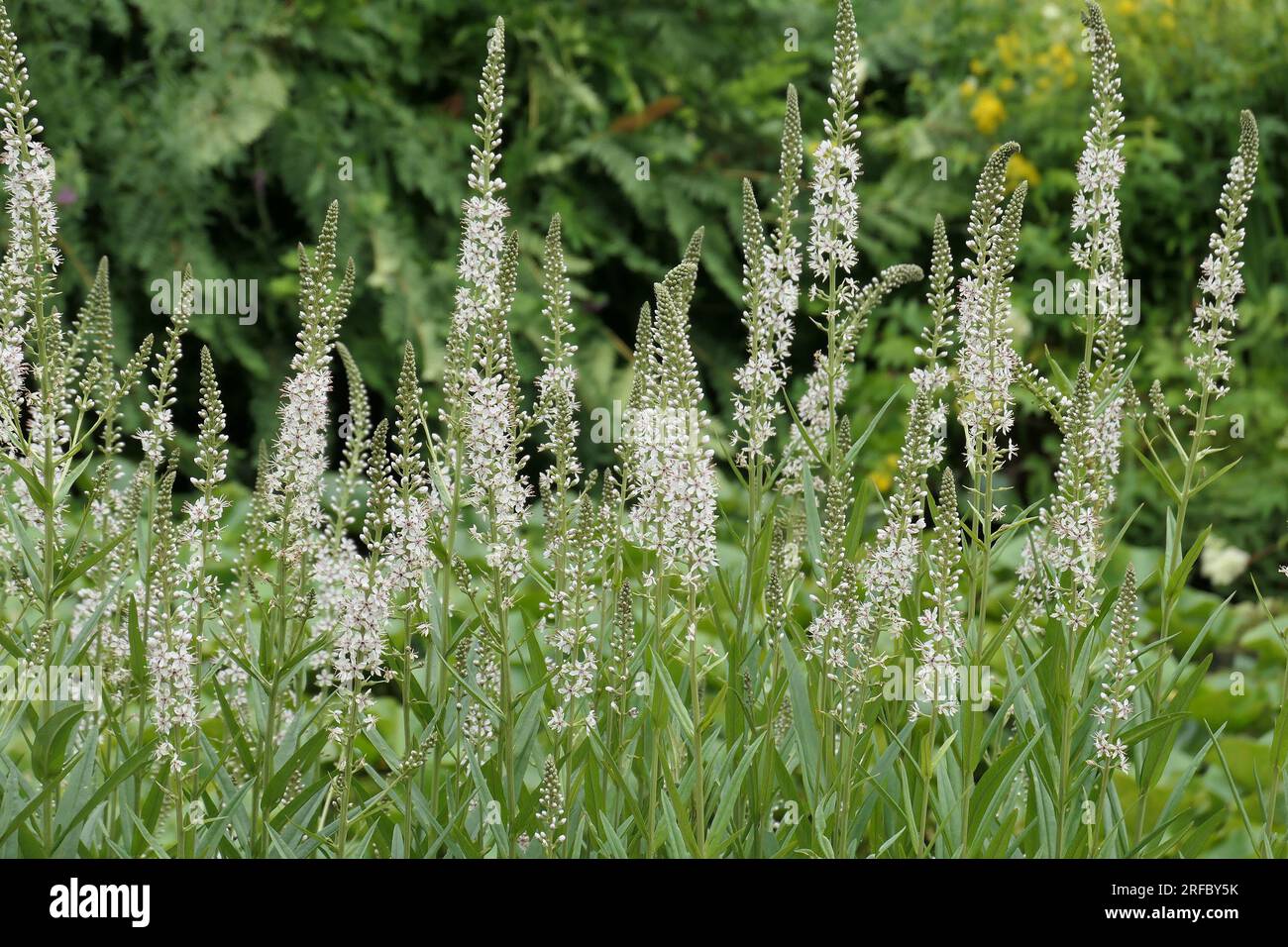 Closeup of the white flowering flower spikes of the summer herbaceous perennial garden plant  lysimachia ephemerum. Stock Photo