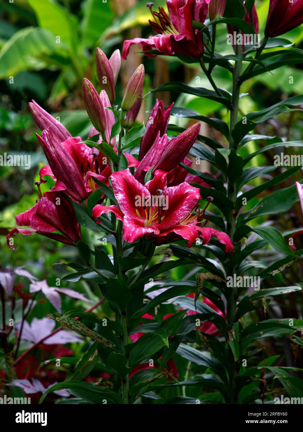 Closeup of the exotic summer flowering garden lily bulb Lilium Pink Explosion. Stock Photo