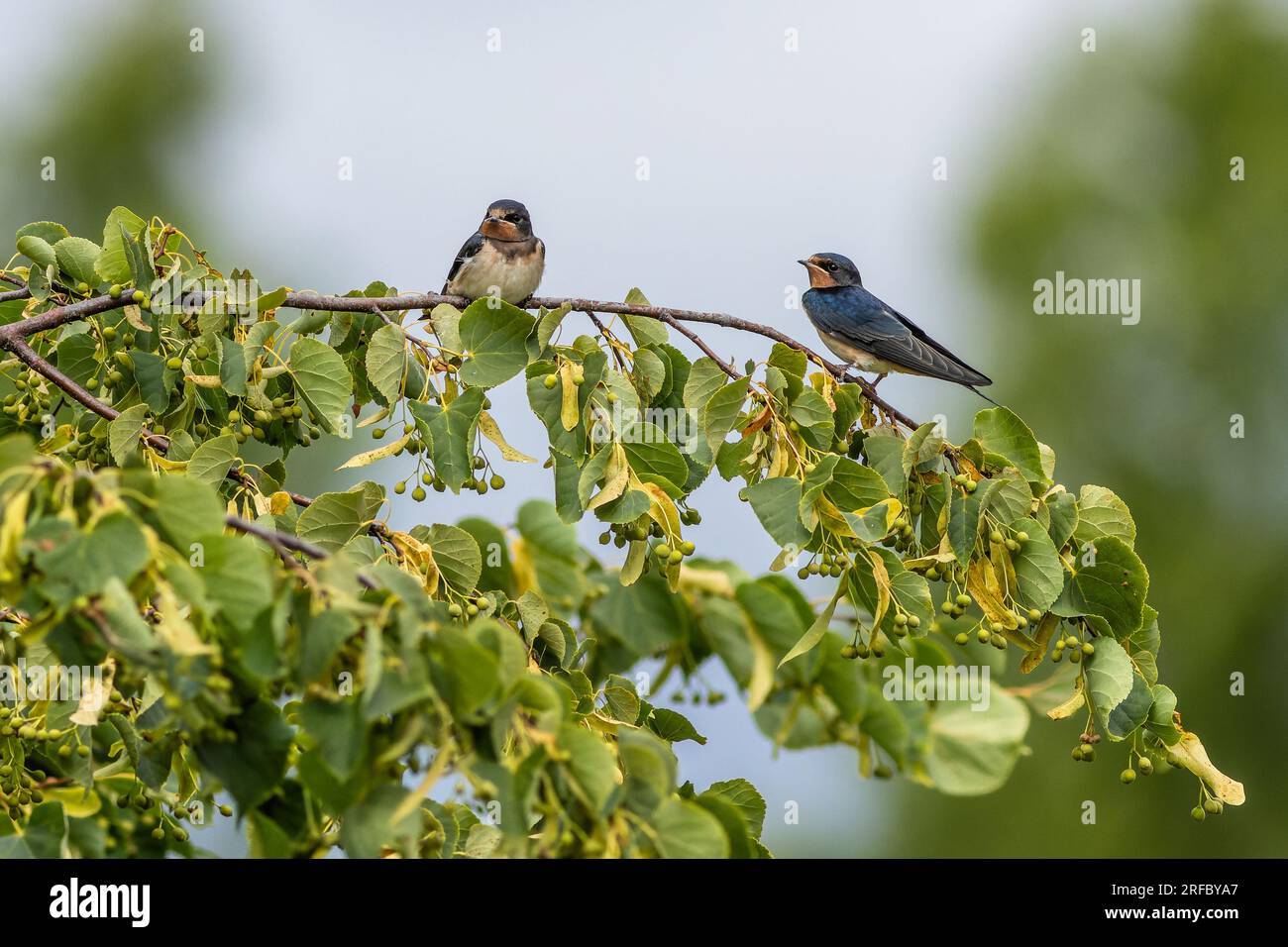 Two cute young birds, the barn swallows with red chin, perching on a lime tree with green leaves. Blue sky in the background. Stock Photo