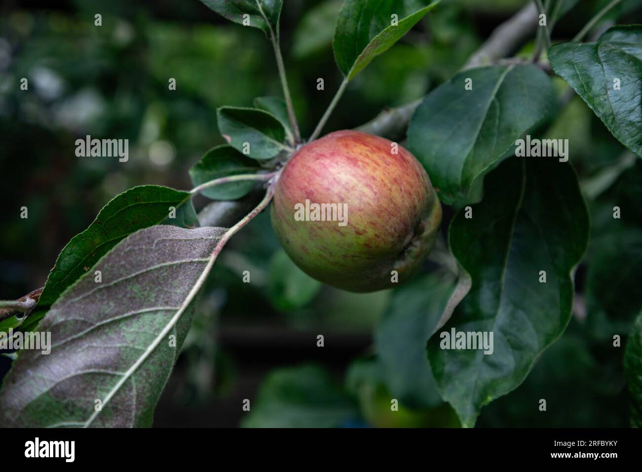 Gravenstein apples ripening on a tree. Stock Photo