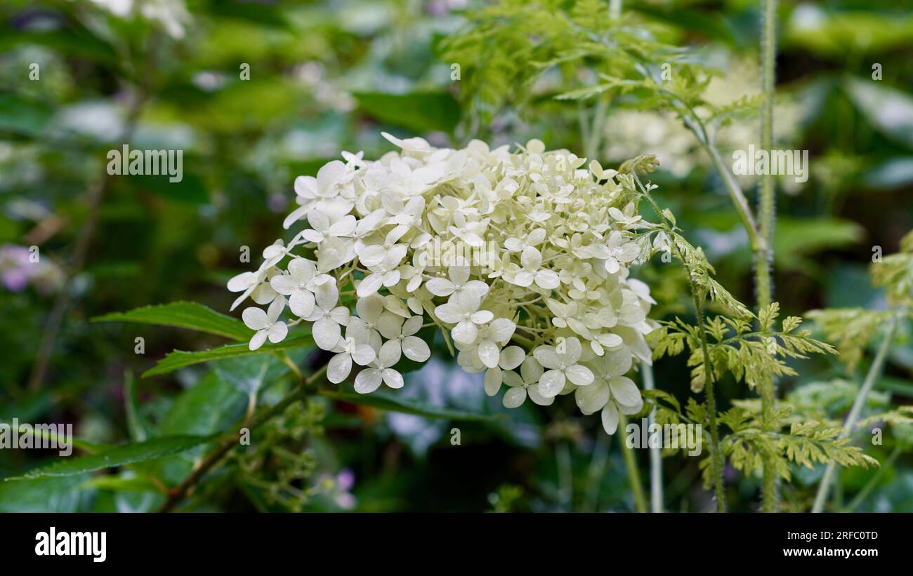 A white hydrangea blossom after a rain shower Stock Photo - Alamy