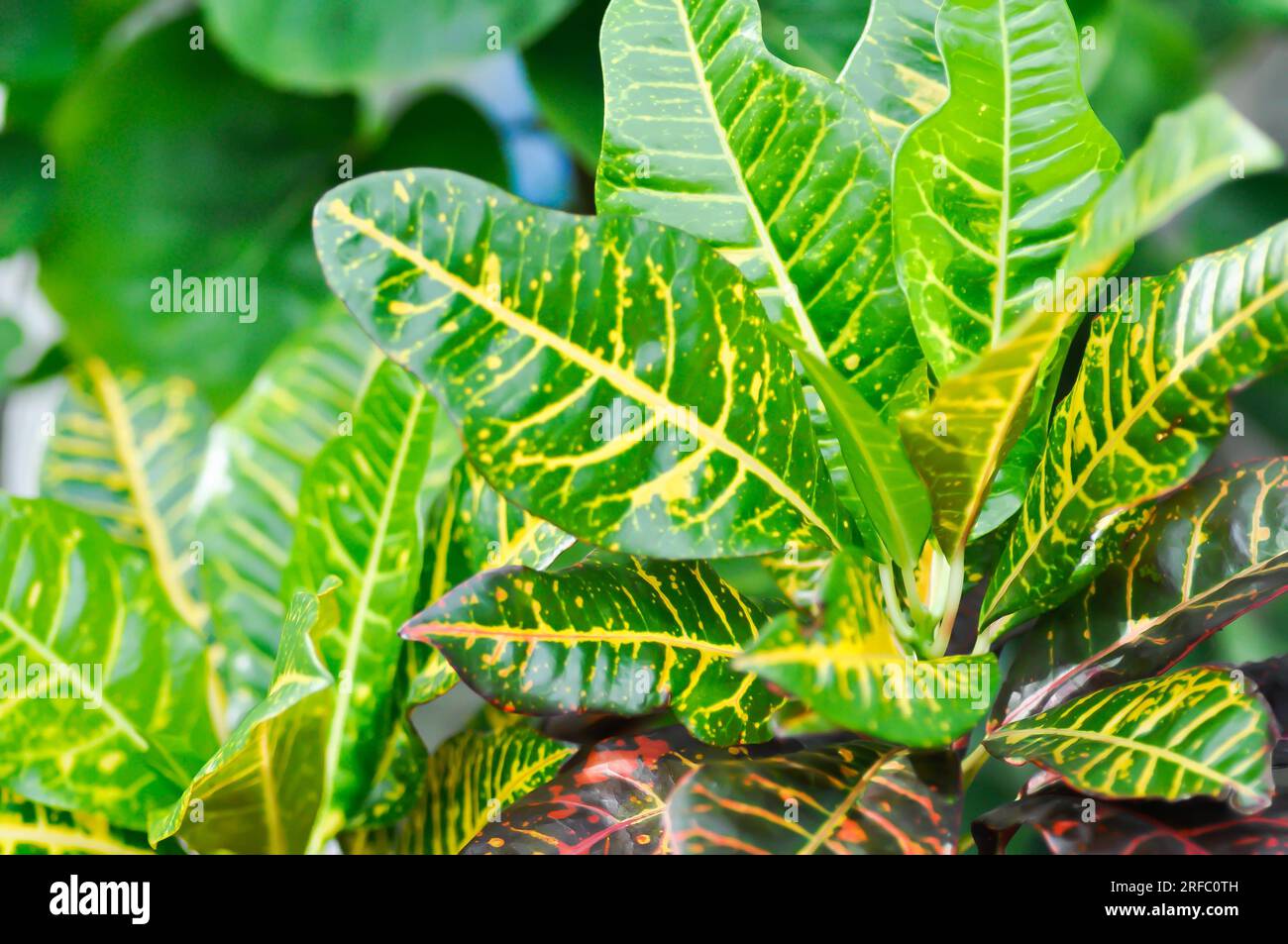 Codiaeum variegatium Blume or Croton, Variegated Laurel or Garden Croton or bicolor plant or bicolor leaf Stock Photo