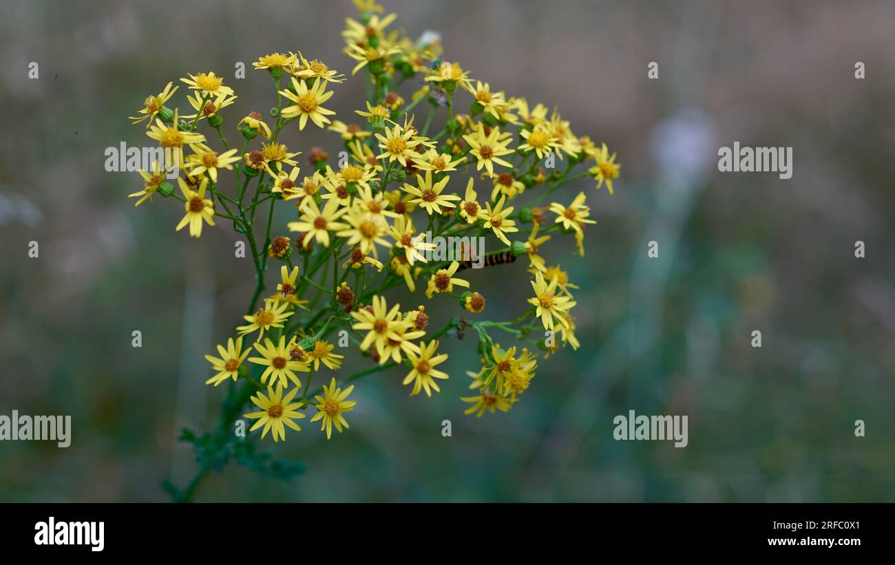 Wild meadow ragwort and caterpillar hi-res stock photography and images ...