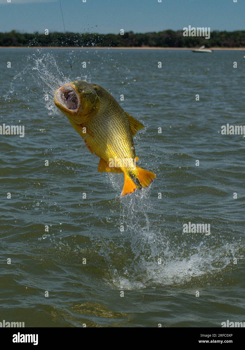 Big golden dorado (Salminus brasiliensis) jumping off the water during a catch on a fishing day. Stock Photo