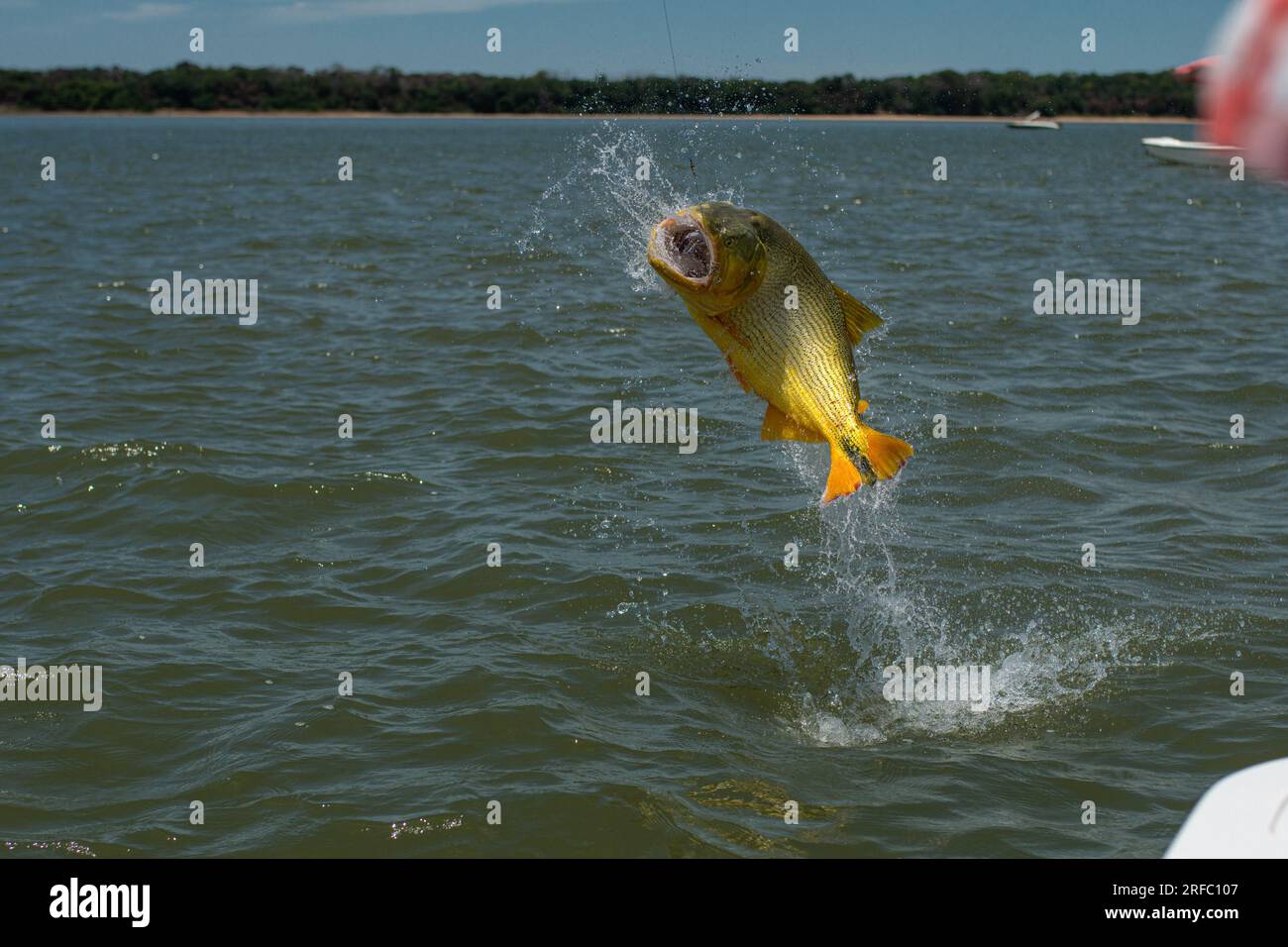 Big golden dorado (Salminus brasiliensis) jumping off the water during a catch on a fishing day. Stock Photo