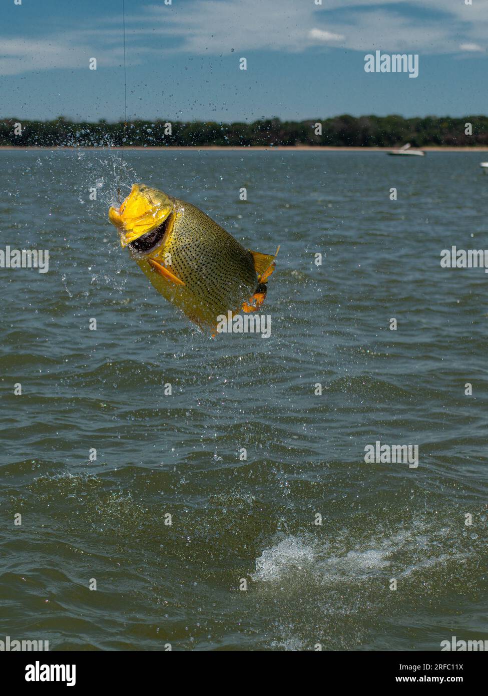 Big golden dorado (Salminus brasiliensis) jumping off the water during a catch on a fishing day. Stock Photo