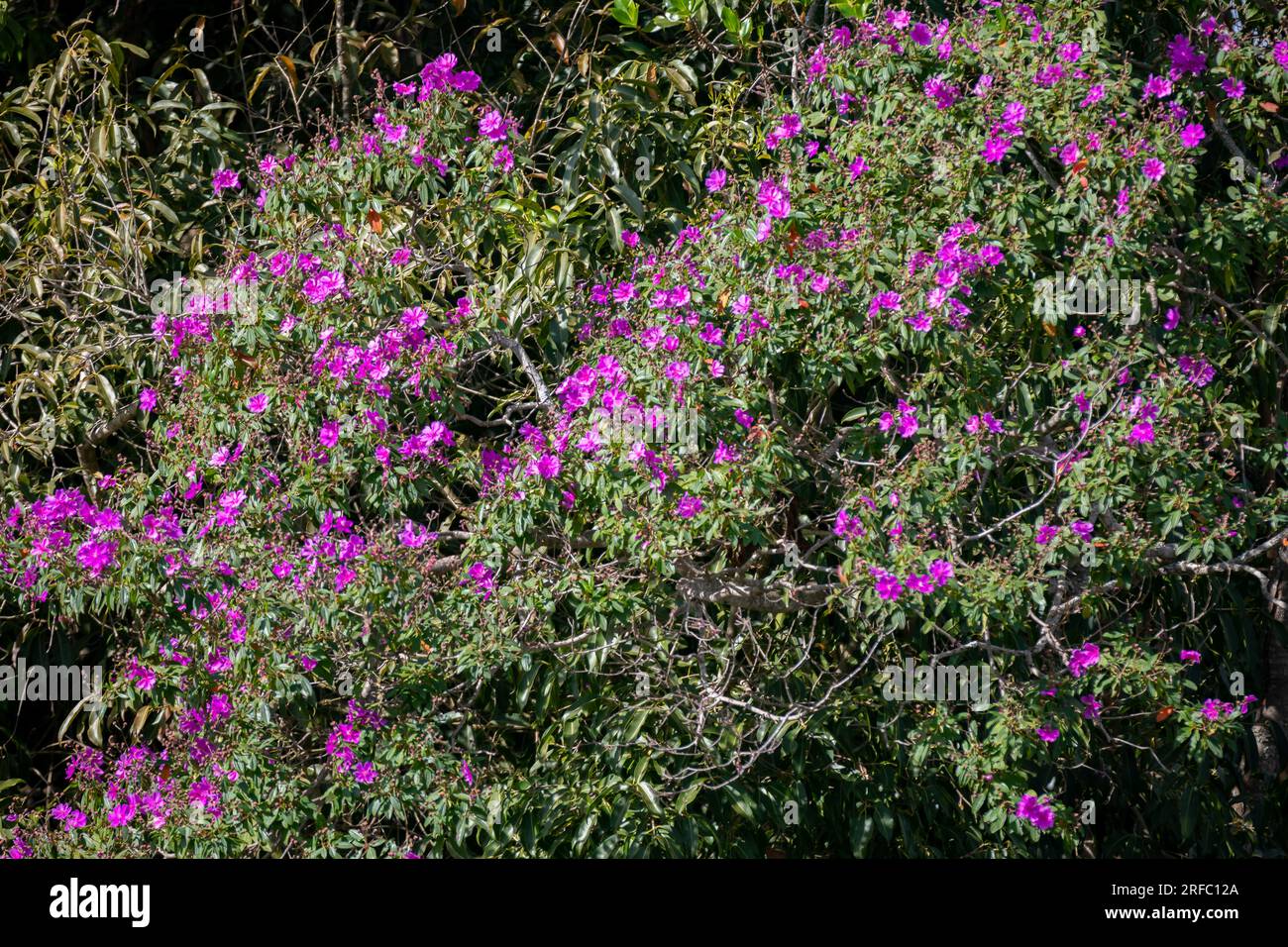 Beautiful natural landscape with idyllic scenery for background Stock ...