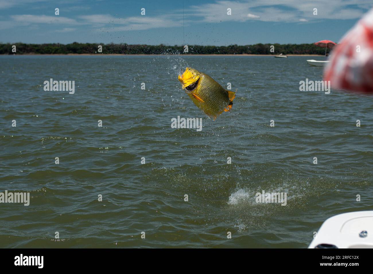 Big golden dorado (Salminus brasiliensis) jumping off the water during a catch on a fishing day. Stock Photo