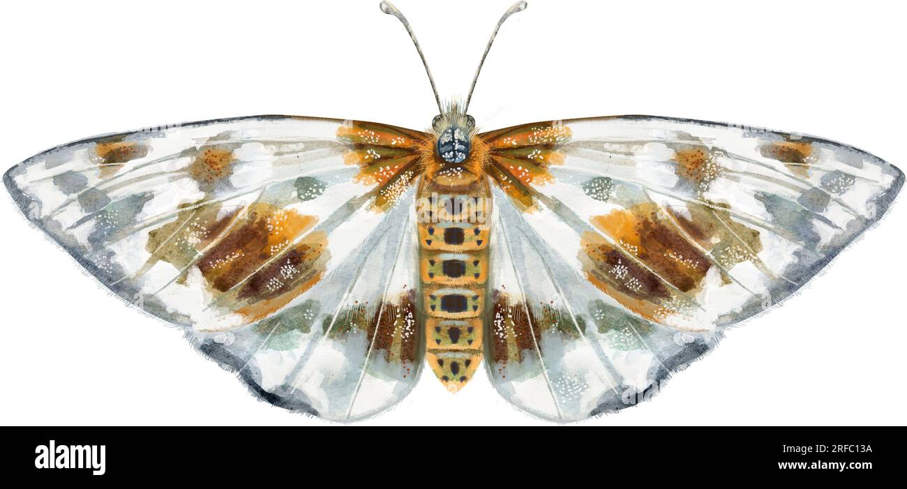 The white elm moth. Top view. Watercolor illustration Stock Photo