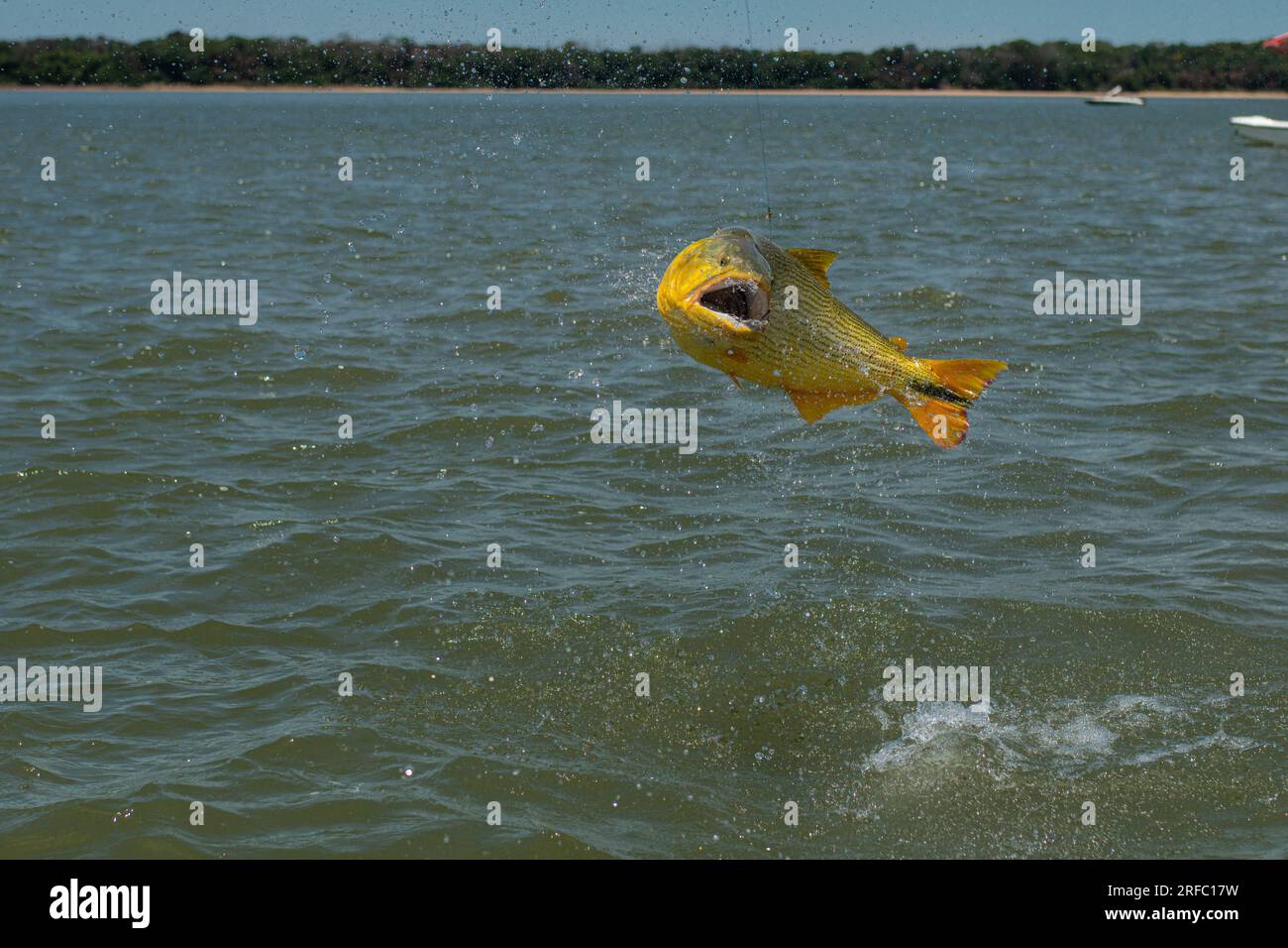 Big golden dorado (Salminus brasiliensis) jumping off the water during a catch on a fishing day. Stock Photo