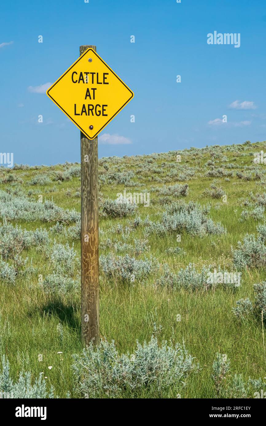 Sign warning that there are cattle at large in an area located in rural Saskatchewan. Stock Photo