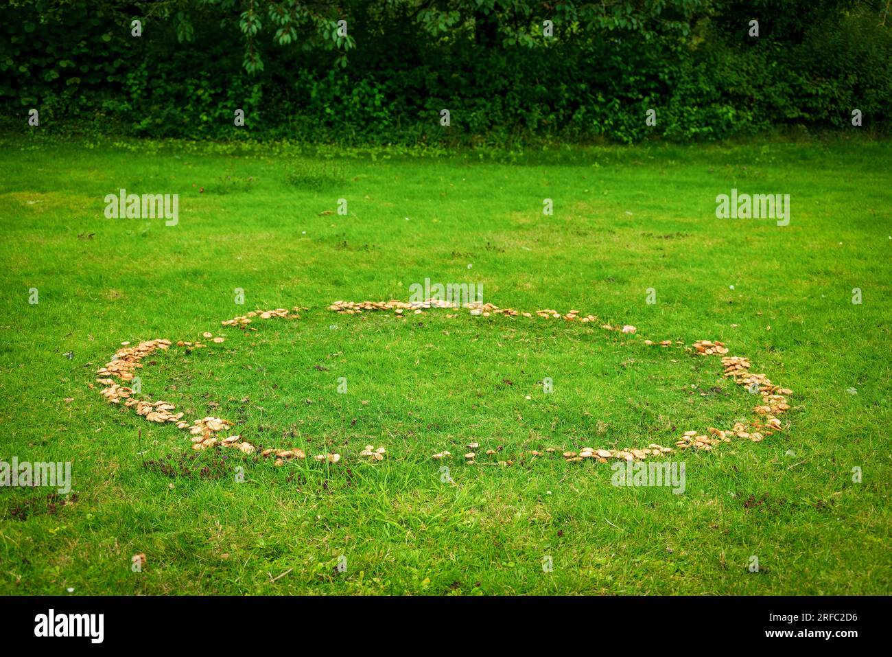 A fairy ring, also known as fairy circle, elf circle, elf ring or pixie ring, is a naturally occurring ring or arc of mushrooms Stock Photo