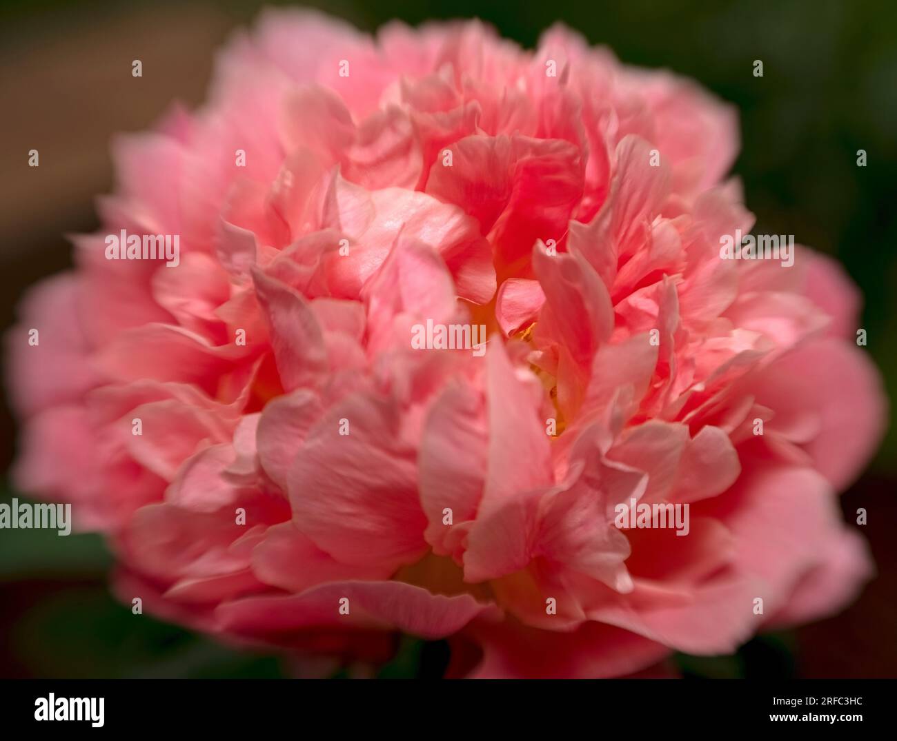 A single pink Peony flower with a dreamy look. Stock Photo