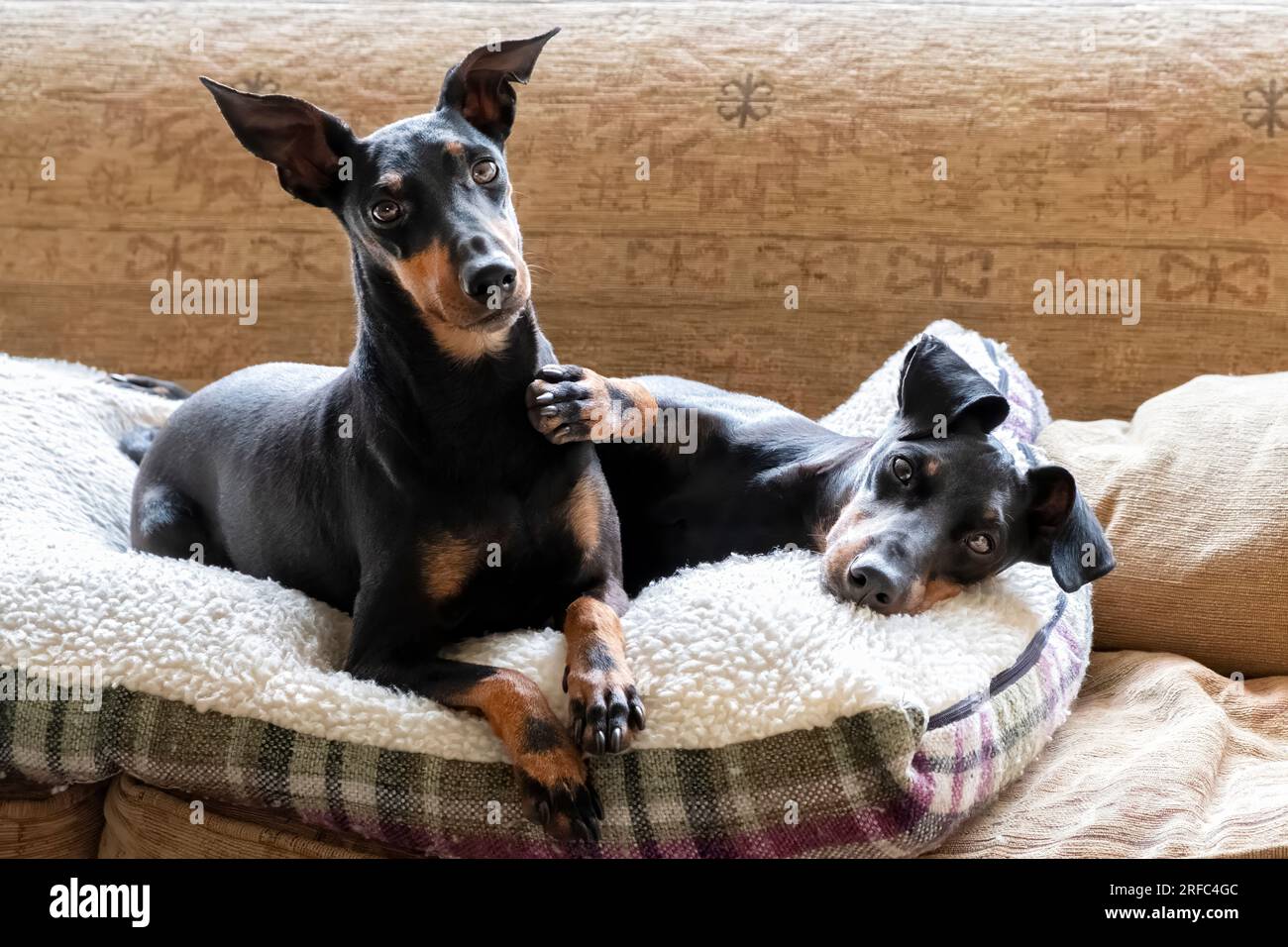 Two playful Manchester Terrier pet dogs resting on a dog bed. The dogs are brother and sister. One has his paw endearing on the other Stock Photo