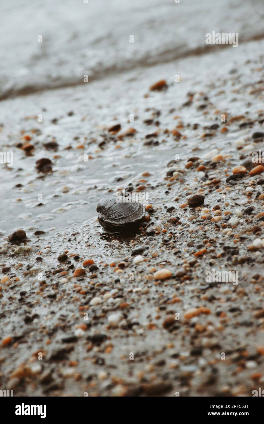 Seashell summer hi-res stock photography and images - Alamy