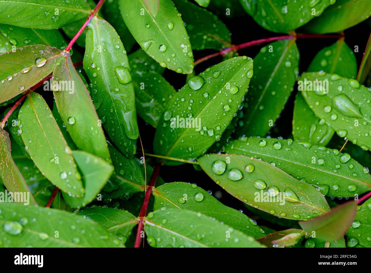 Background, pattern. Raindrops on green leaves of the large-flowered St. John's wort, Hypericum patulum. Leaf showing translucent glands and dark glan Stock Photo
