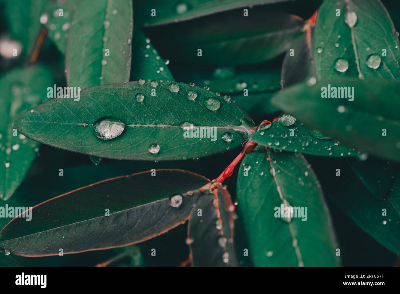 Background, pattern. Raindrops on green leaves of the large-flowered St. John's wort, Hypericum patulum. Leaf showing translucent glands and dark glan Stock Photo