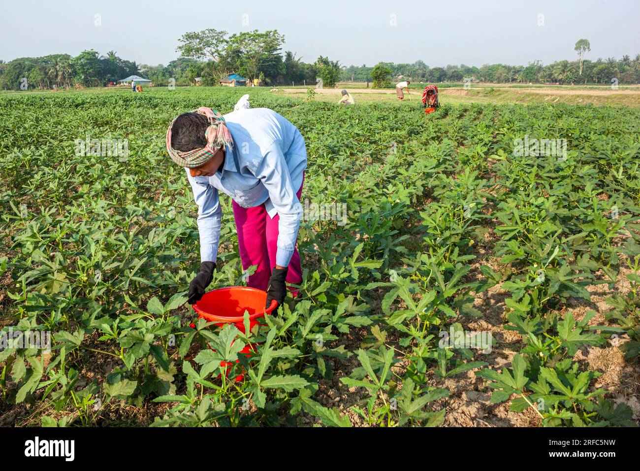 Some Farmer collect abelmoschus esculents also called Lady's Finger. Khulna, Bangladesh. March 25,2016. Stock Photo