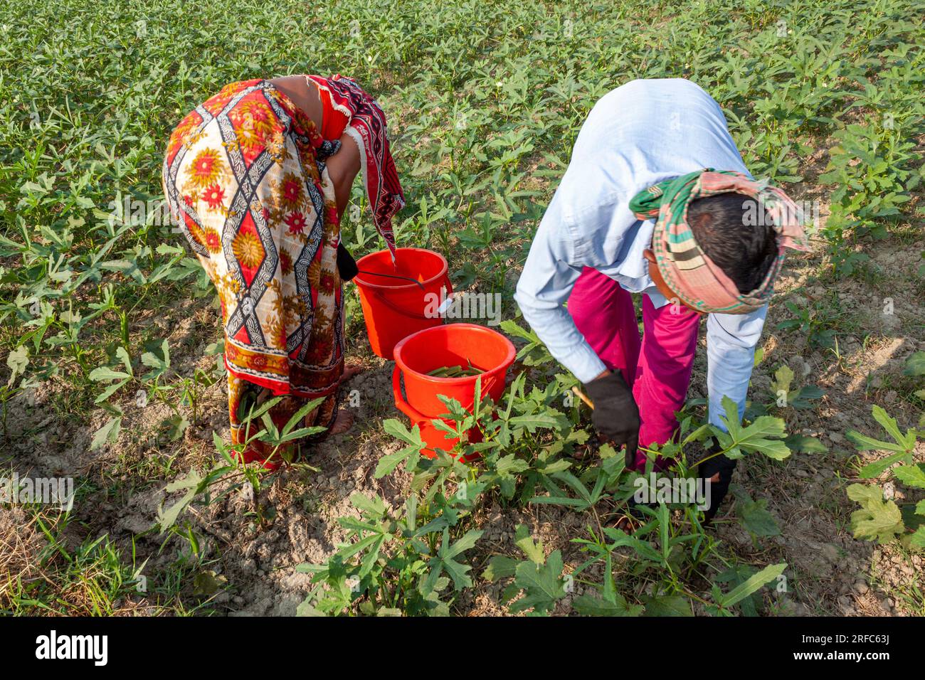 Some Farmer collect abelmoschus esculents also called Lady's Finger. Khulna, Bangladesh. March 25,2016. Stock Photo