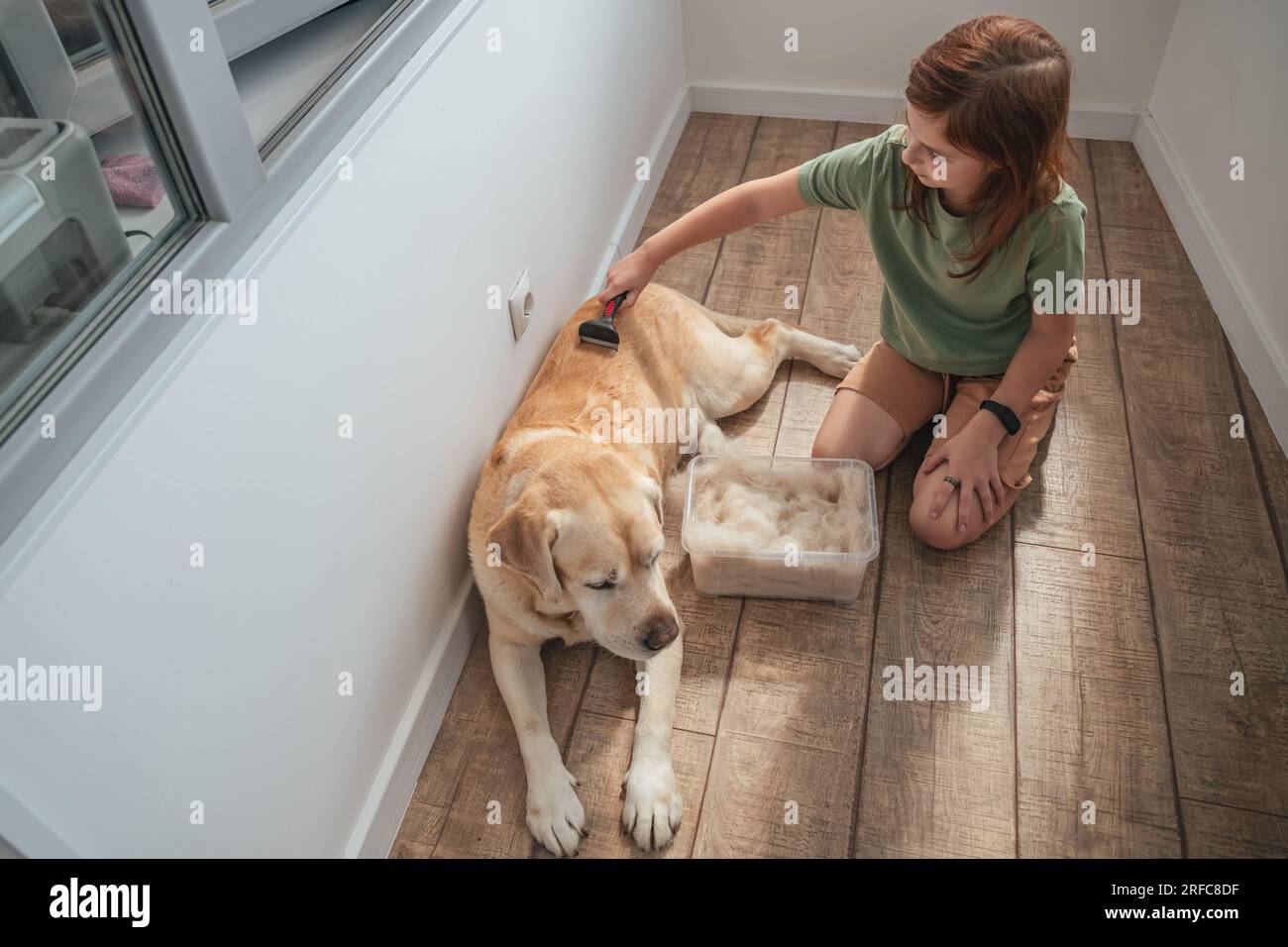 girl combing the hair of her labrador dog. Grooming undercoat dogs