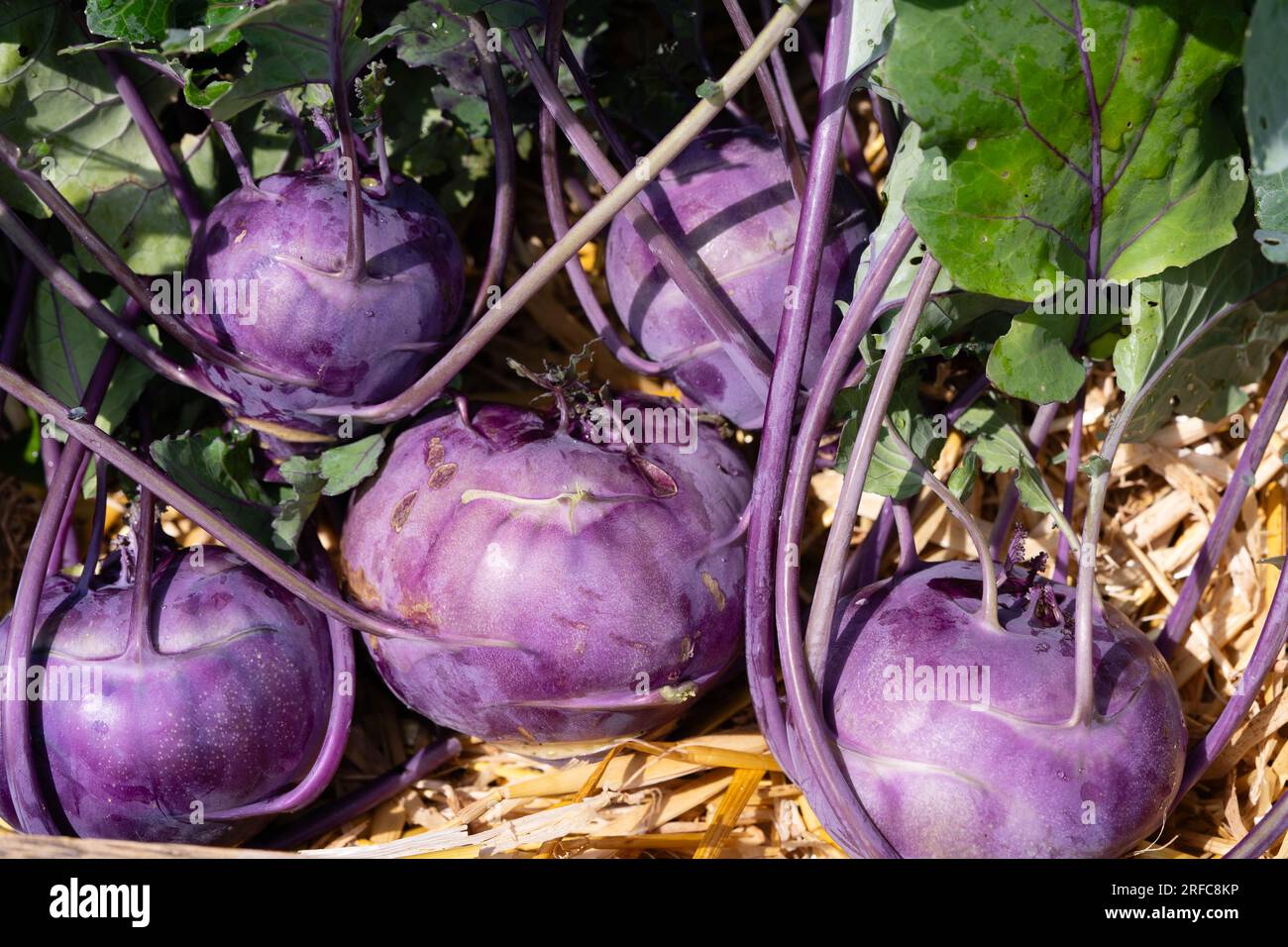 different types of kohlrabi Brassica oleracea from our own garden Stock ...