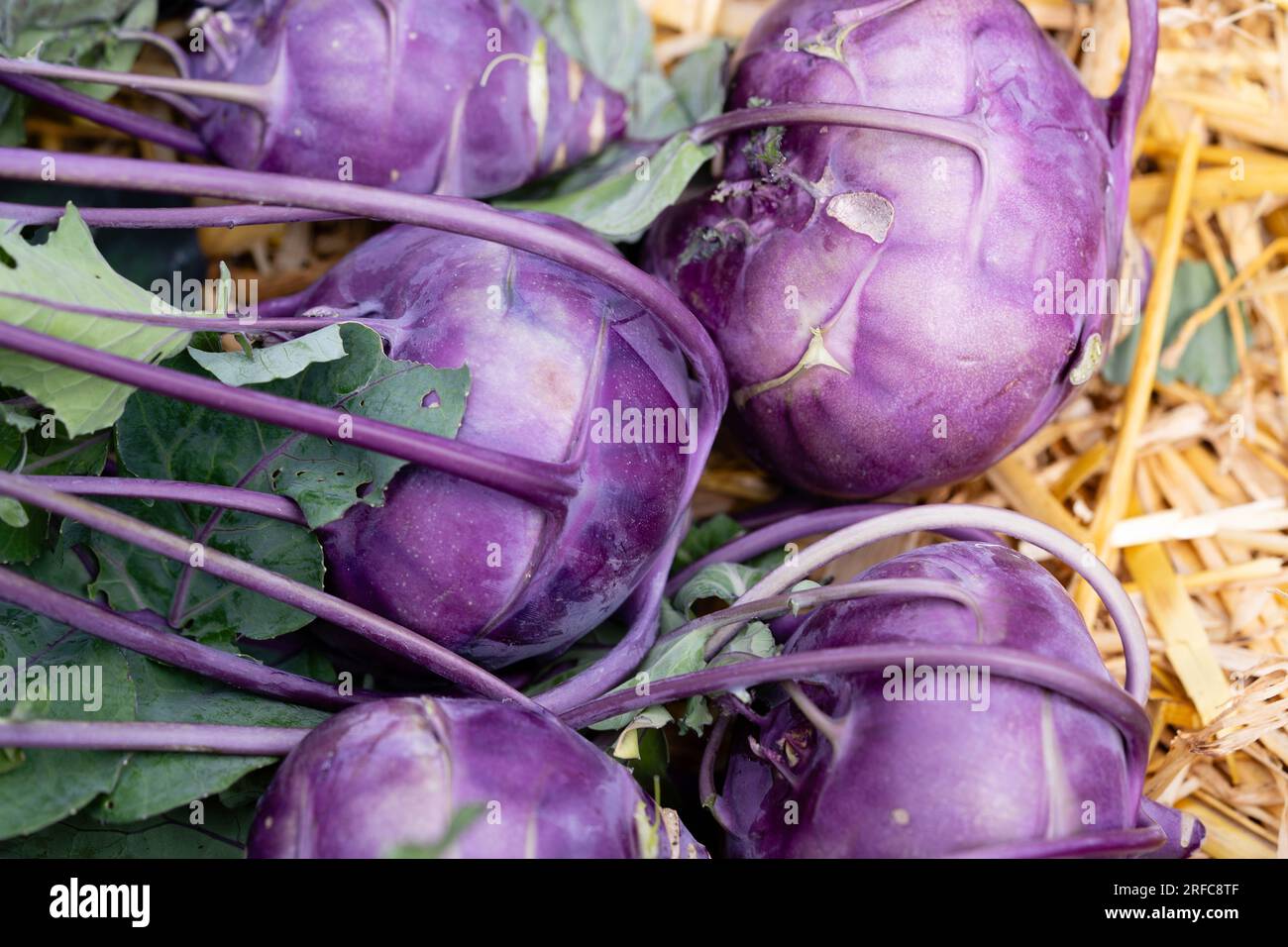 different types of kohlrabi Brassica oleracea from our own garden Stock