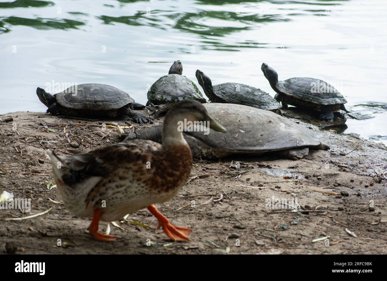 GUWAHATI, INDIA AUGUST 2 Assam Roofed Turtles bask in the sun at a