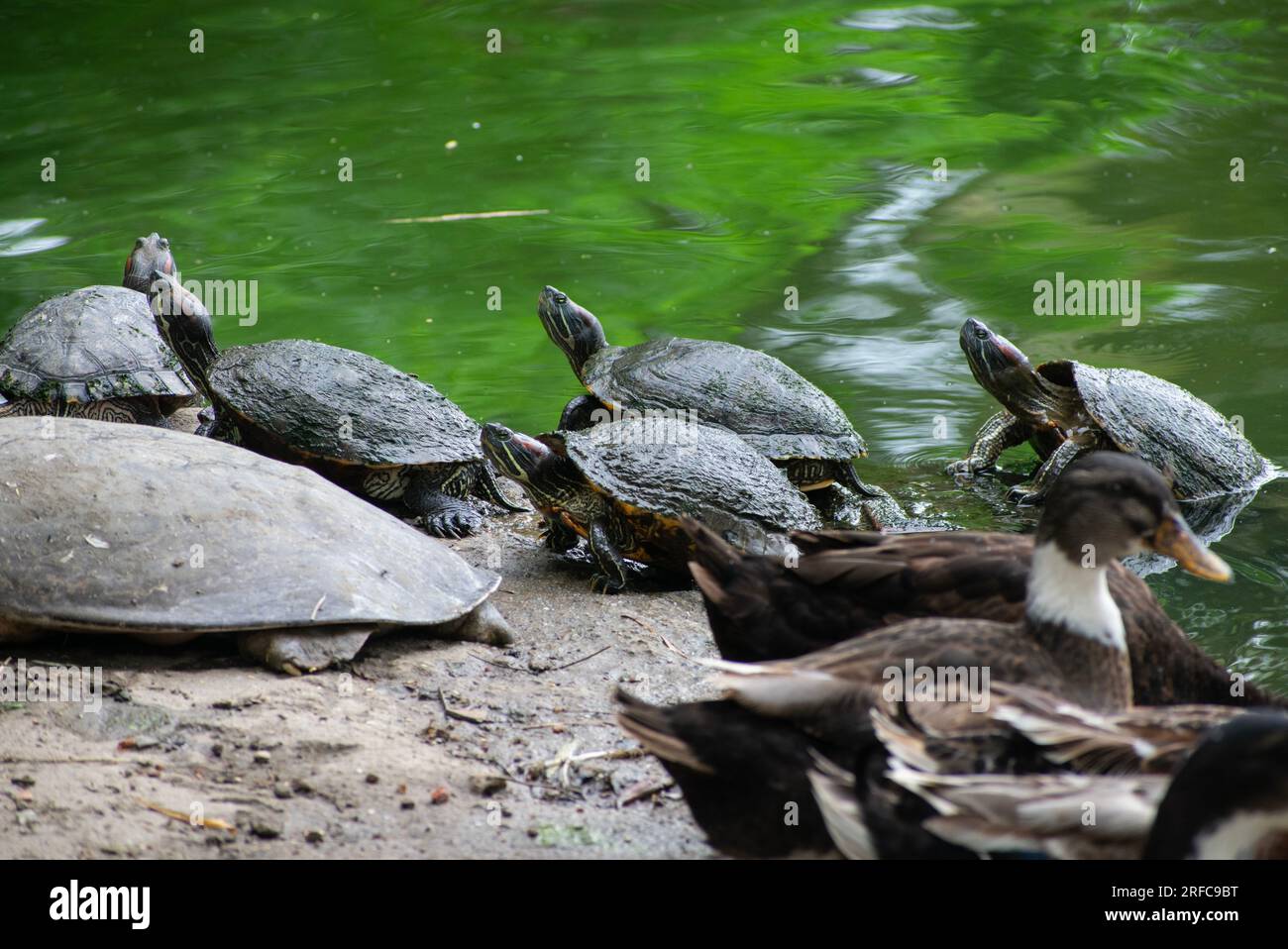 GUWAHATI, INDIA AUGUST 2 Assam Roofed Turtles bask in the sun at a