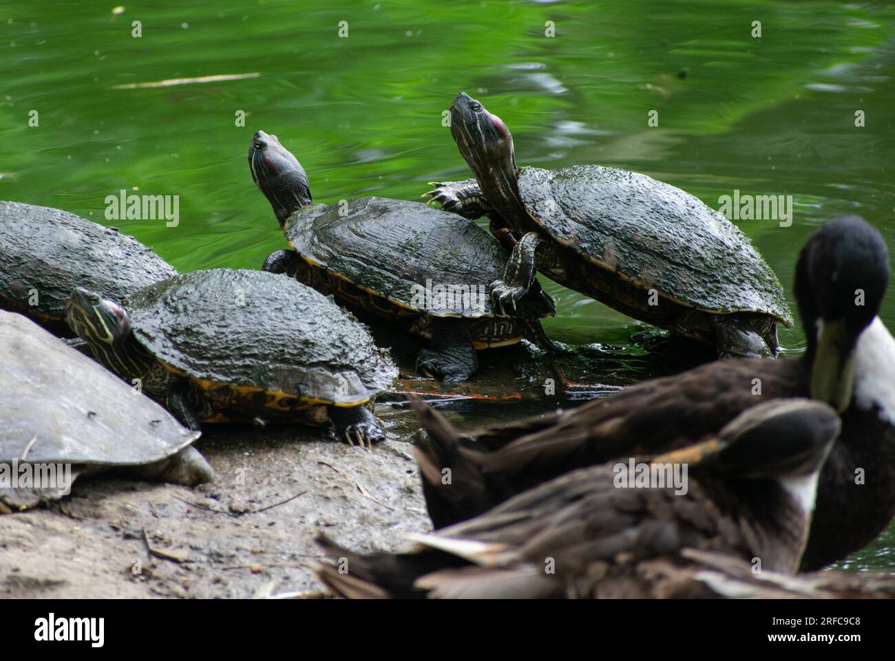 GUWAHATI, INDIA AUGUST 2 Assam Roofed Turtles bask in the sun at a