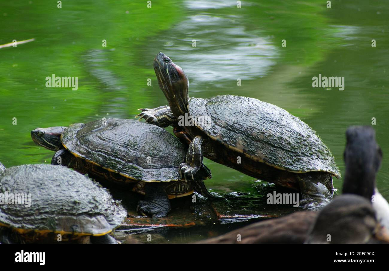 GUWAHATI, INDIA AUGUST 2 Assam Roofed Turtles bask in the sun at a
