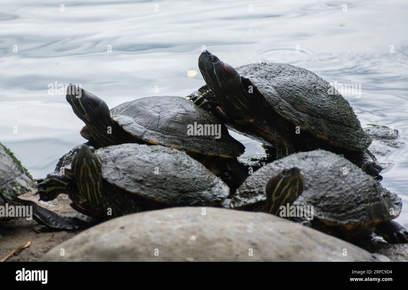 GUWAHATI, INDIA AUGUST 2 Assam Roofed Turtles bask in the sun at a