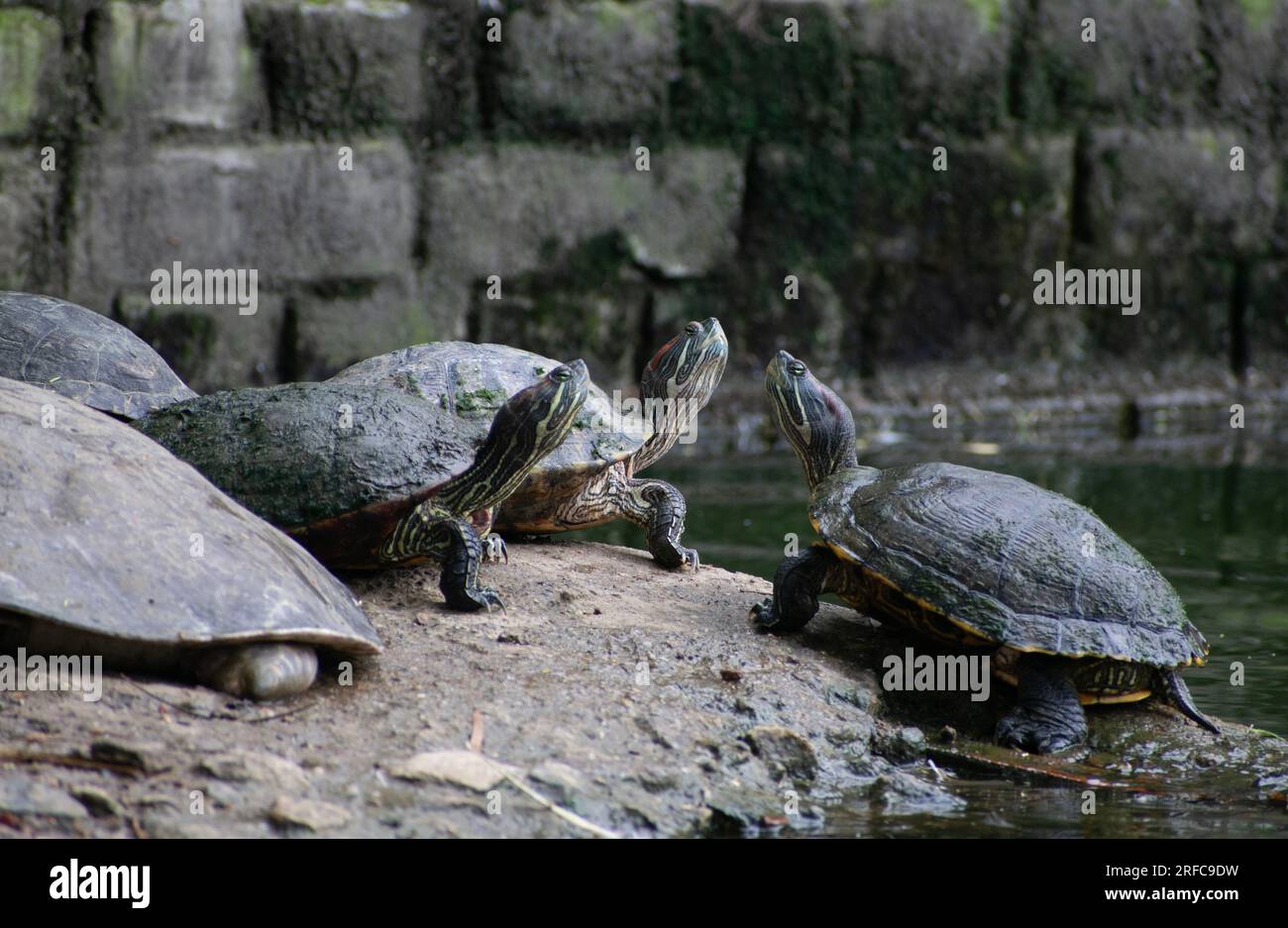 GUWAHATI, INDIA AUGUST 2 Assam Roofed Turtles bask in the sun at a