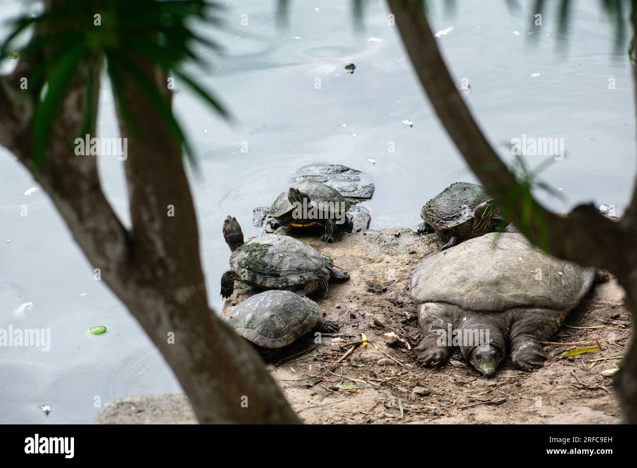GUWAHATI, INDIA AUGUST 2 Assam Roofed Turtles bask in the sun at a