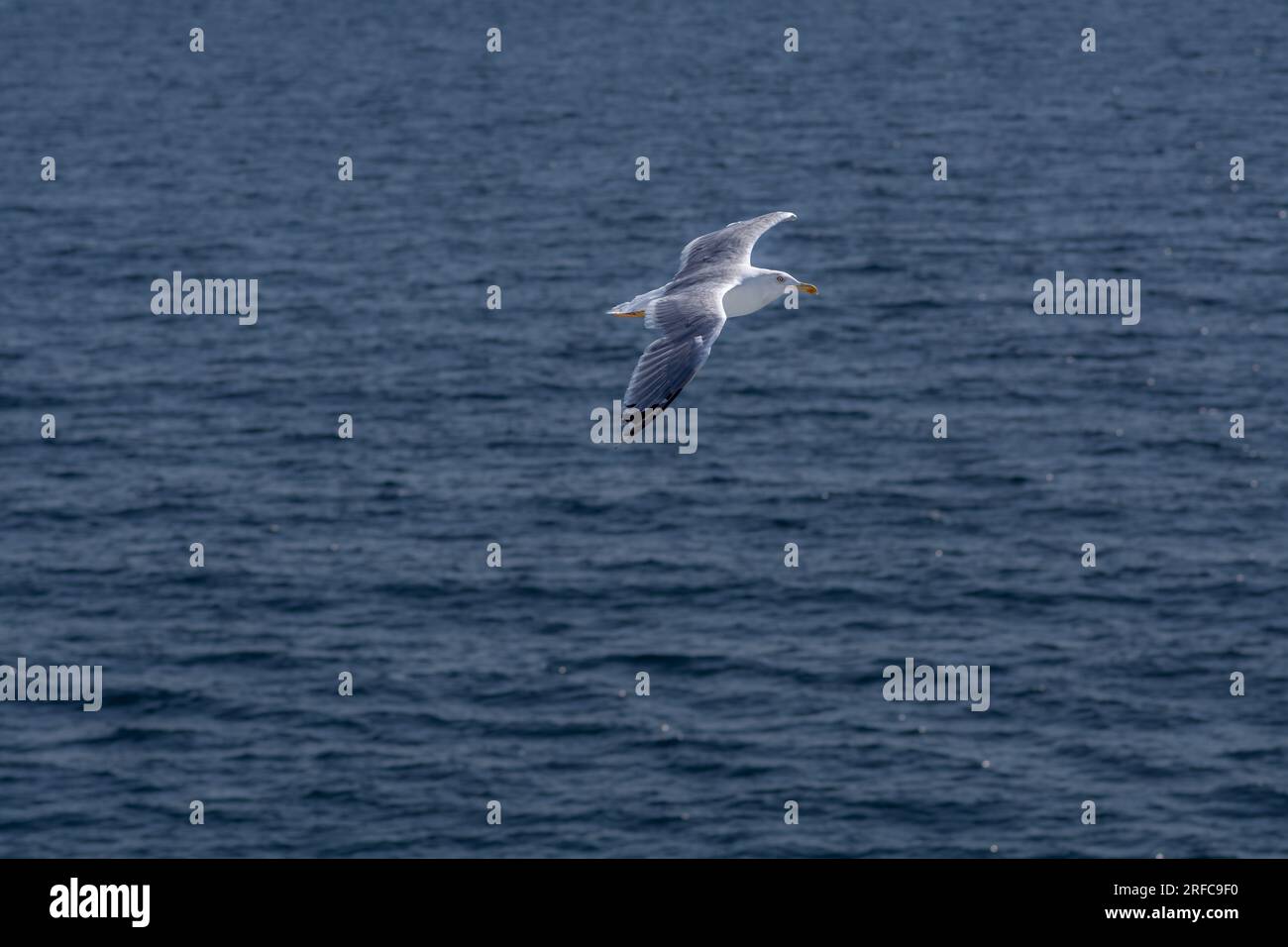 Seagull in flight Stock Photo
