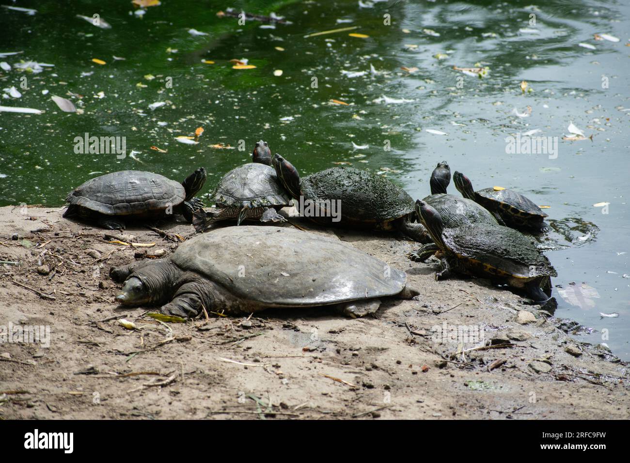 GUWAHATI, INDIA AUGUST 2 Assam Roofed Turtles bask in the sun at a