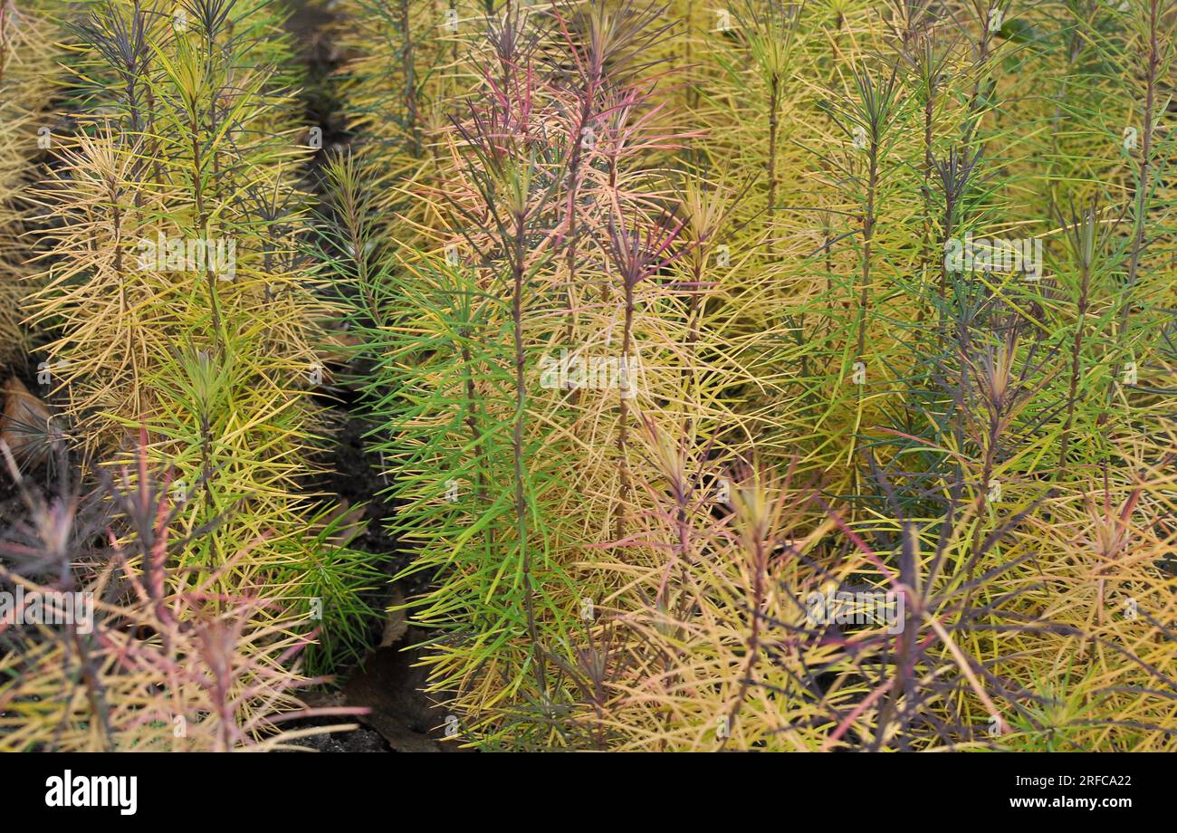 Seedlings of young coniferous trees larch grown in a nursery in forestry. Stock Photo