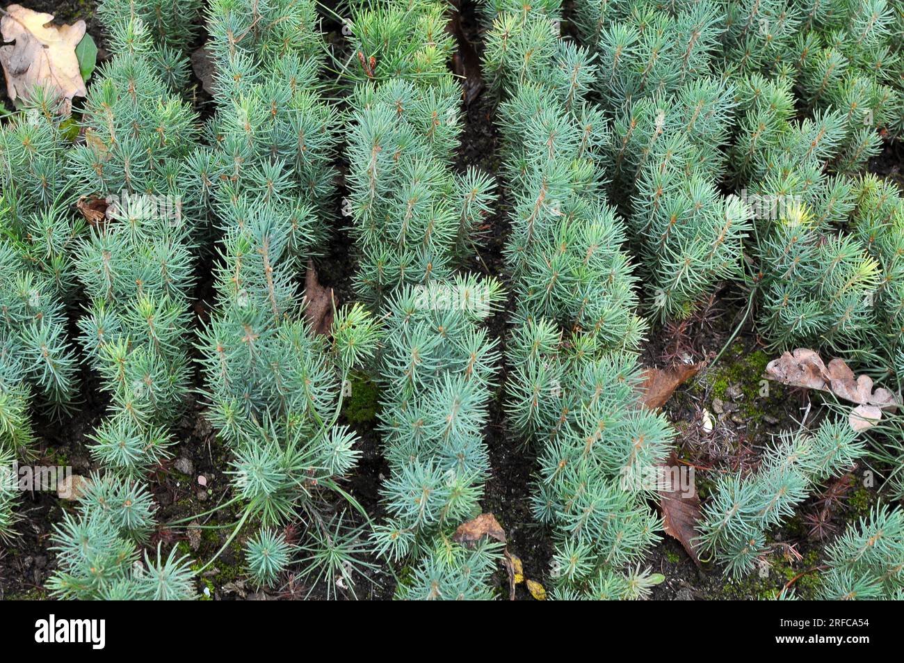 Seedlings of young coniferous trees grown in a nursery in forestry Stock Photo