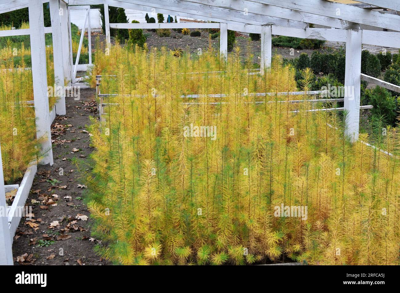 Seedlings of young coniferous trees larch grown in a nursery in forestry. Stock Photo
